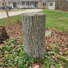 Hoagland Stump Gridning 6